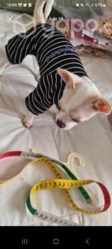 Ropa mascotas pequeñas