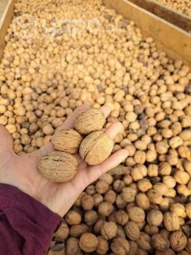 Nueces chandler con cáscara del año