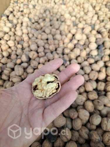 Nueces chandler con cáscara del año