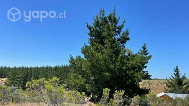 Parcela en Litueche con vegetación