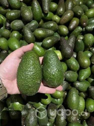 Palta hass chilena