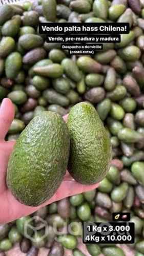 Palta hass chilena