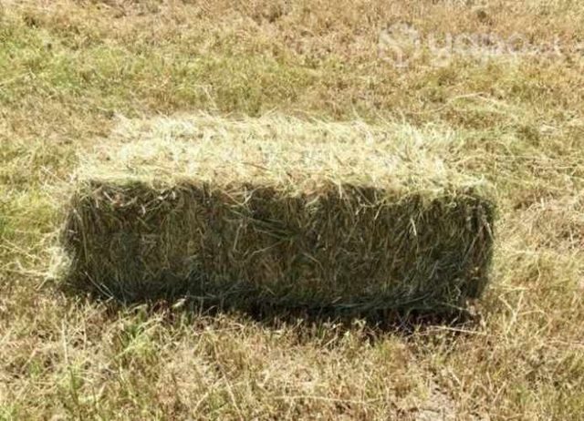 Fardos Avena Vicia con Grano