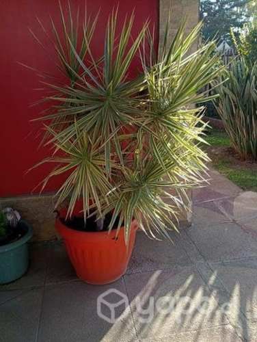 Bella y grande dracena con macetero nuevo!