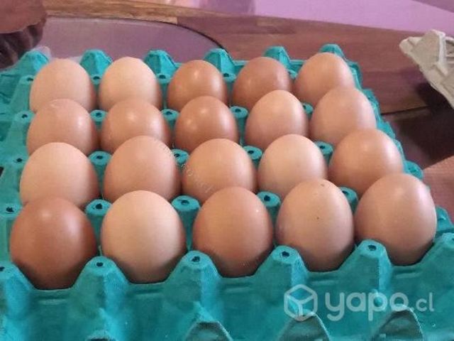 Huevos de campo de color extra grandes