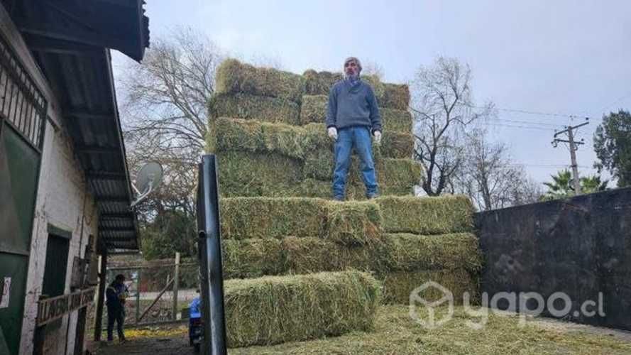 Fardos alfalfa excelente calidad (limpios)