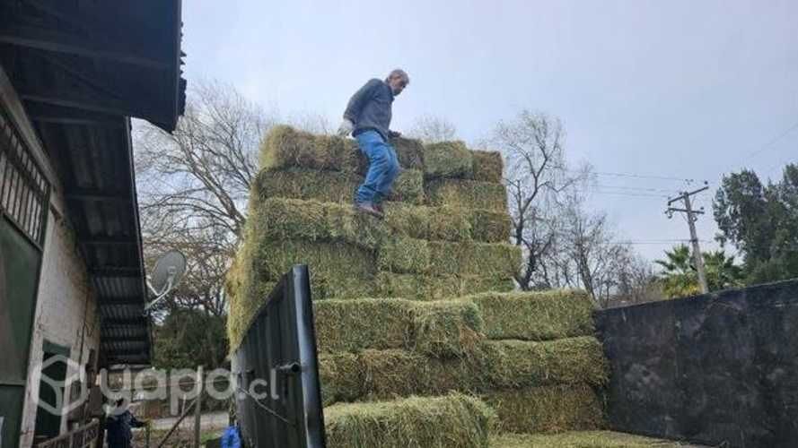 Fardos alfalfa excelente calidad (limpios)