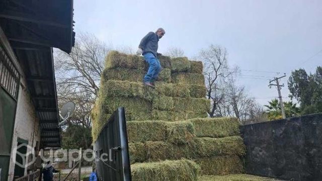 Fardos alfalfa excelente calidad (limpios)