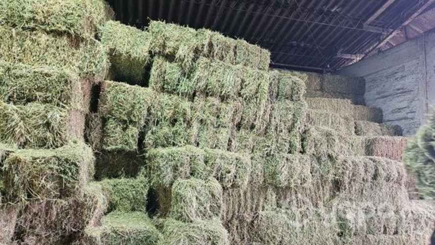 Fardos alfalfa excelente calidad (limpios)