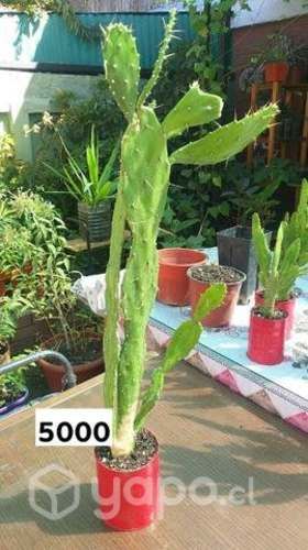 Plantas cactus paleta todos