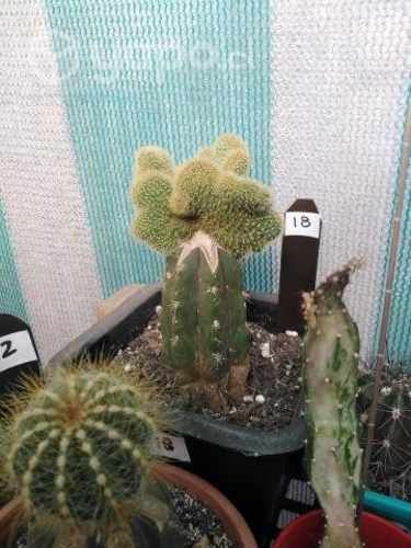 Cactus y Mas