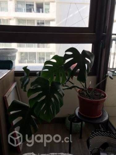 Monstera