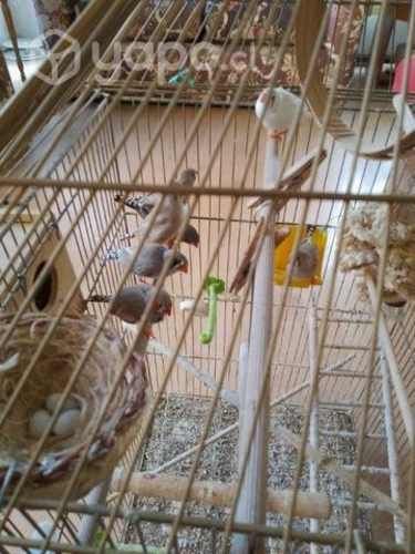 Accesorios para pajaritos