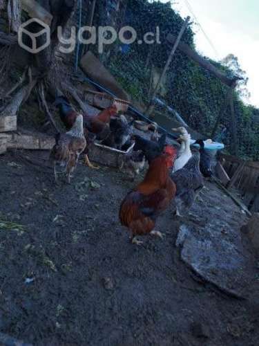 Gallina gallo