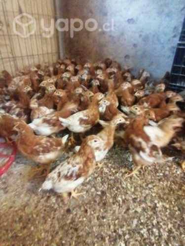 Gallinas pollitas ponedoras