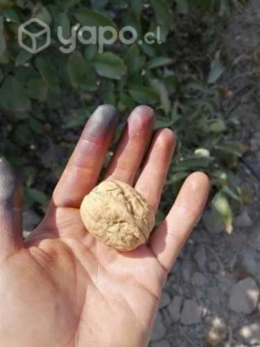 Nueces Chandler temporada 2023