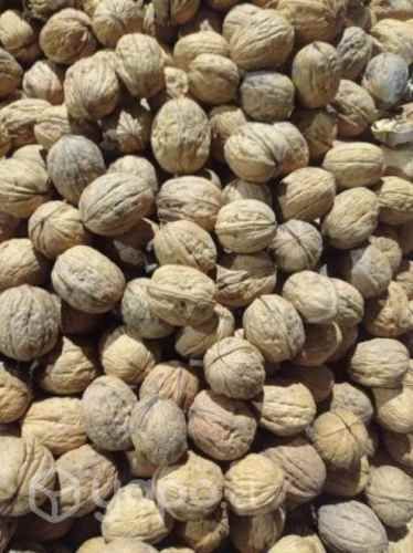 Nueces Chandler temporada 2023