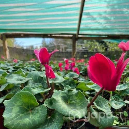 Plantas de temporada violetas de los Alpes