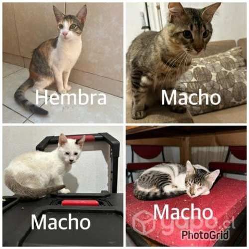 Adopción de gatitos