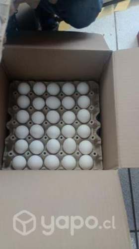 Huevos frescos de segunda