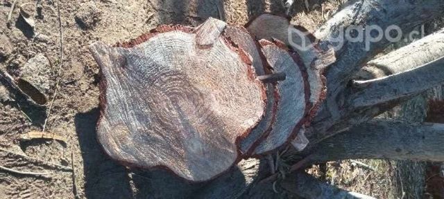 Rodelas Pino. Varios tamaños