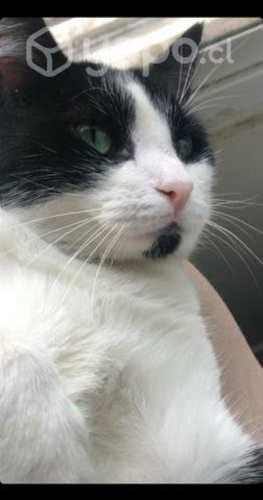 Doy en adopción a gatita