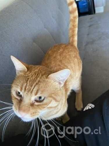 Se regala gatito macho