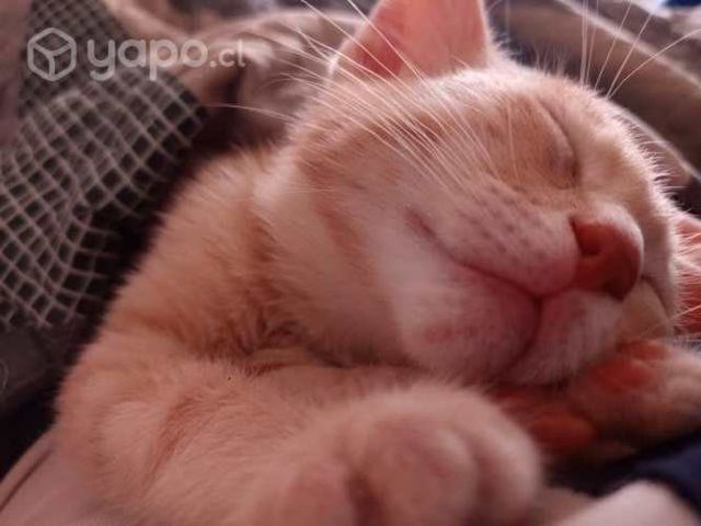 Busco cachorra poodle