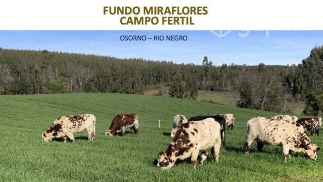 Queso Chanco Mantecoso (Precio x kg IVA Incluido)