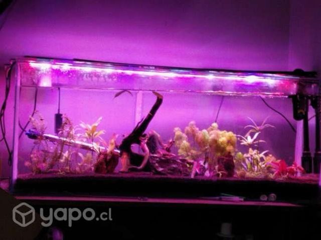 Acuario de 1 metro con todos sus asesorios