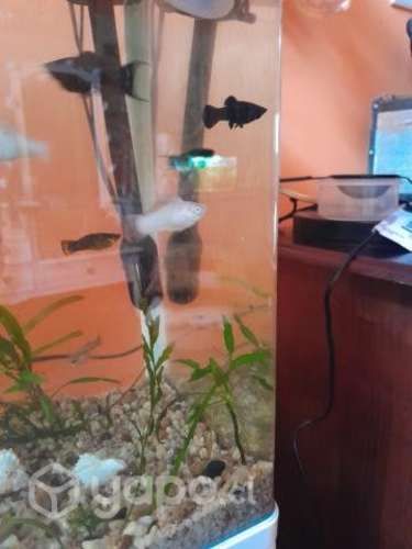Peces Molly y Gambas Blue