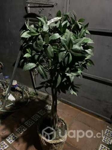 Bambú árbol de sintético impecable decorativo