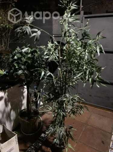 Bambú árbol de sintético impecable decorativo