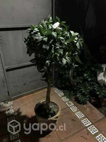 Bambú árbol de sintético impecable decorativo