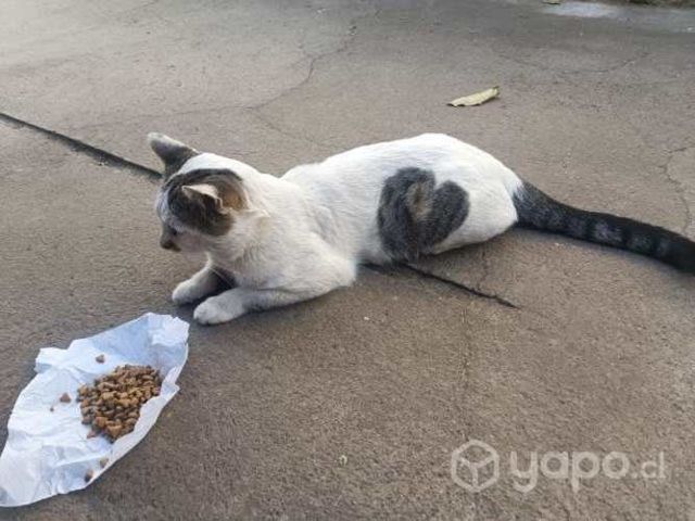 Gatito con un corazoncito