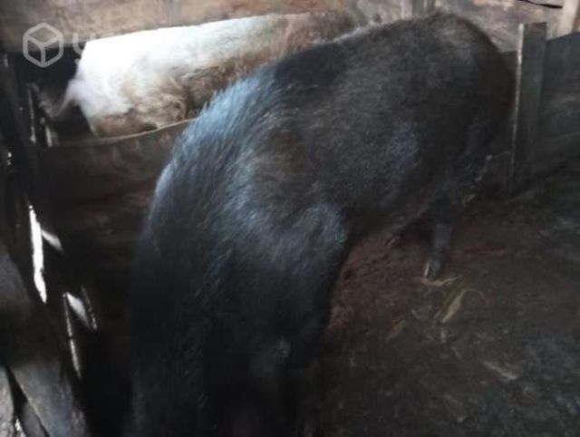 2 chanchas y una chancha parida