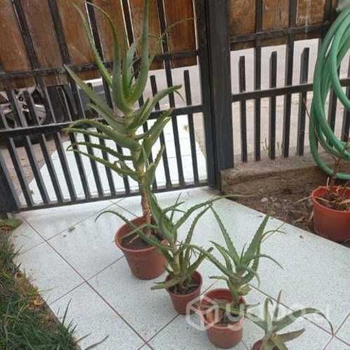 Cactus decorativo varios tamaños