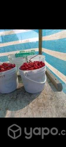 Plantas de frambuesa heritage mejorada 2