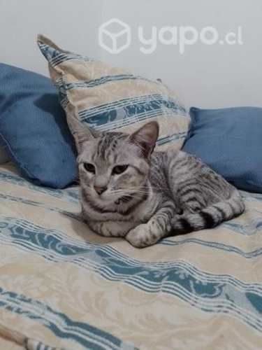 Novio para esta belleza