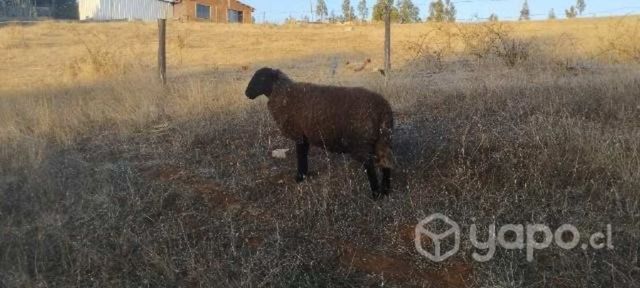 Busco ovejas o borregas