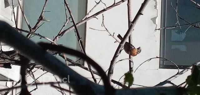 Compro jaula para 3 canarios en buen est6