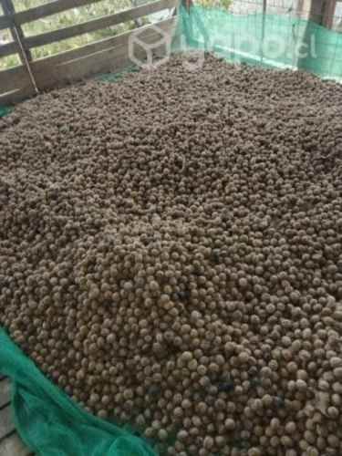 Nueces Chandler cosecha 2023