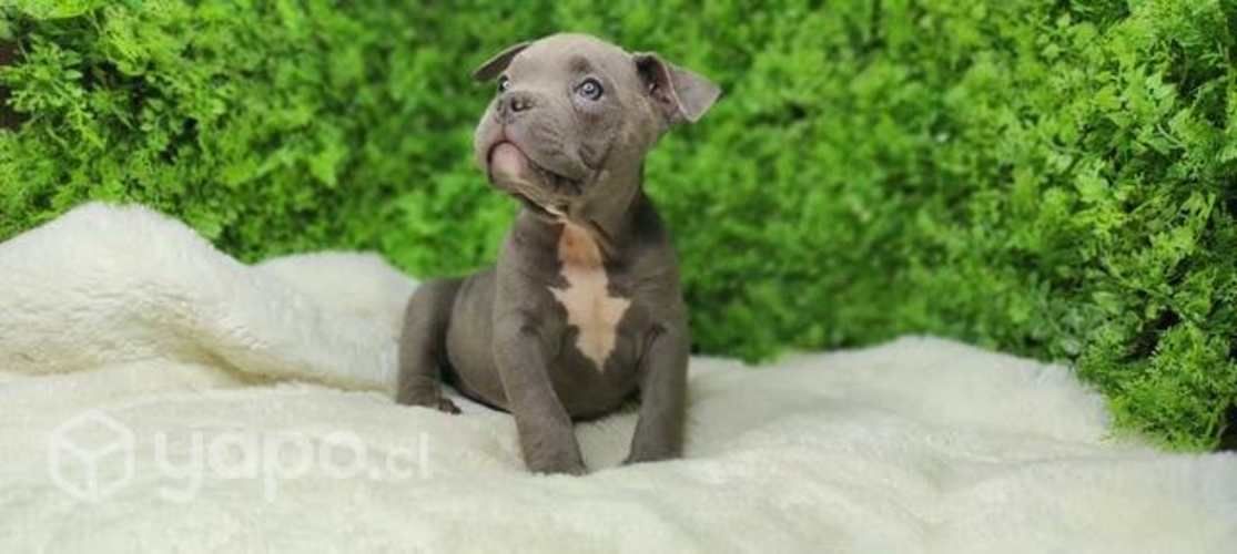 American Bully