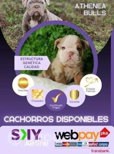 American Bully