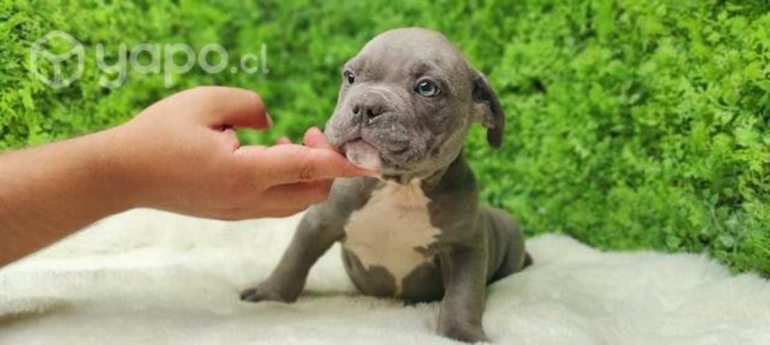 American Bully