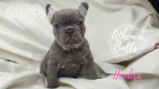 Bulldog Inglés y Francés Athenea Bulls