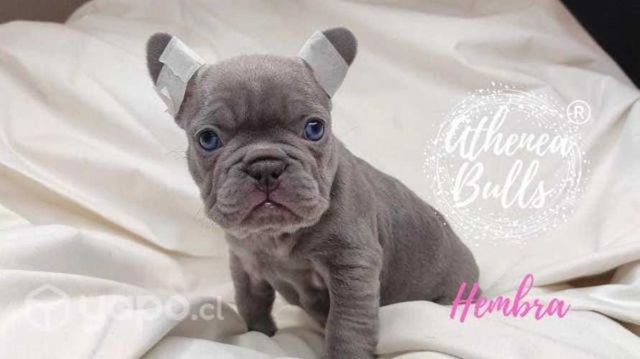 Bulldog Inglés y Francés Athenea Bulls