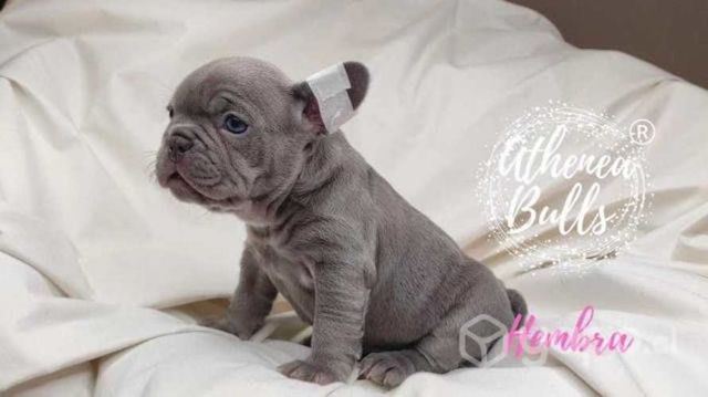 Bulldog Inglés y Francés Athenea Bulls