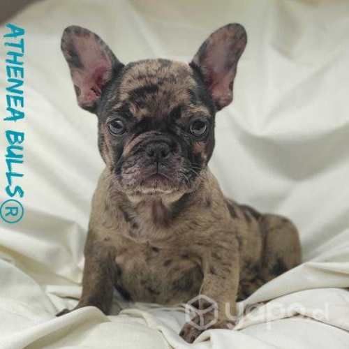 Bulldog Inglés y Francés Athenea Bulls