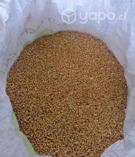 Maíz, Chancado de Maíz, Cernido de Avena